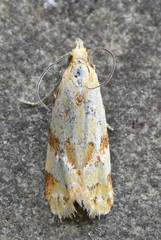 Phtheochroa vitellinana