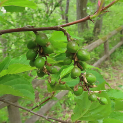 Stachyurus praecox