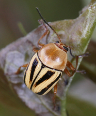 Cryptocephalus venustus
