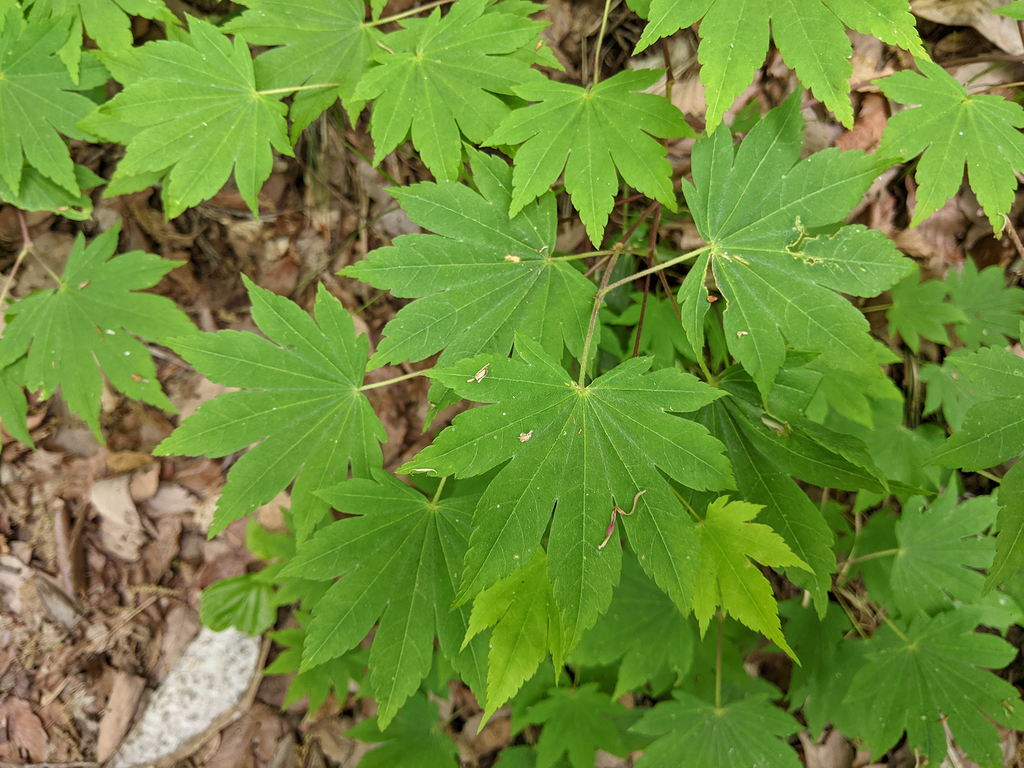 Phong quạt nhỏ – Acer sieboldianum