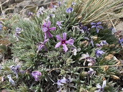 Phlox solivaga