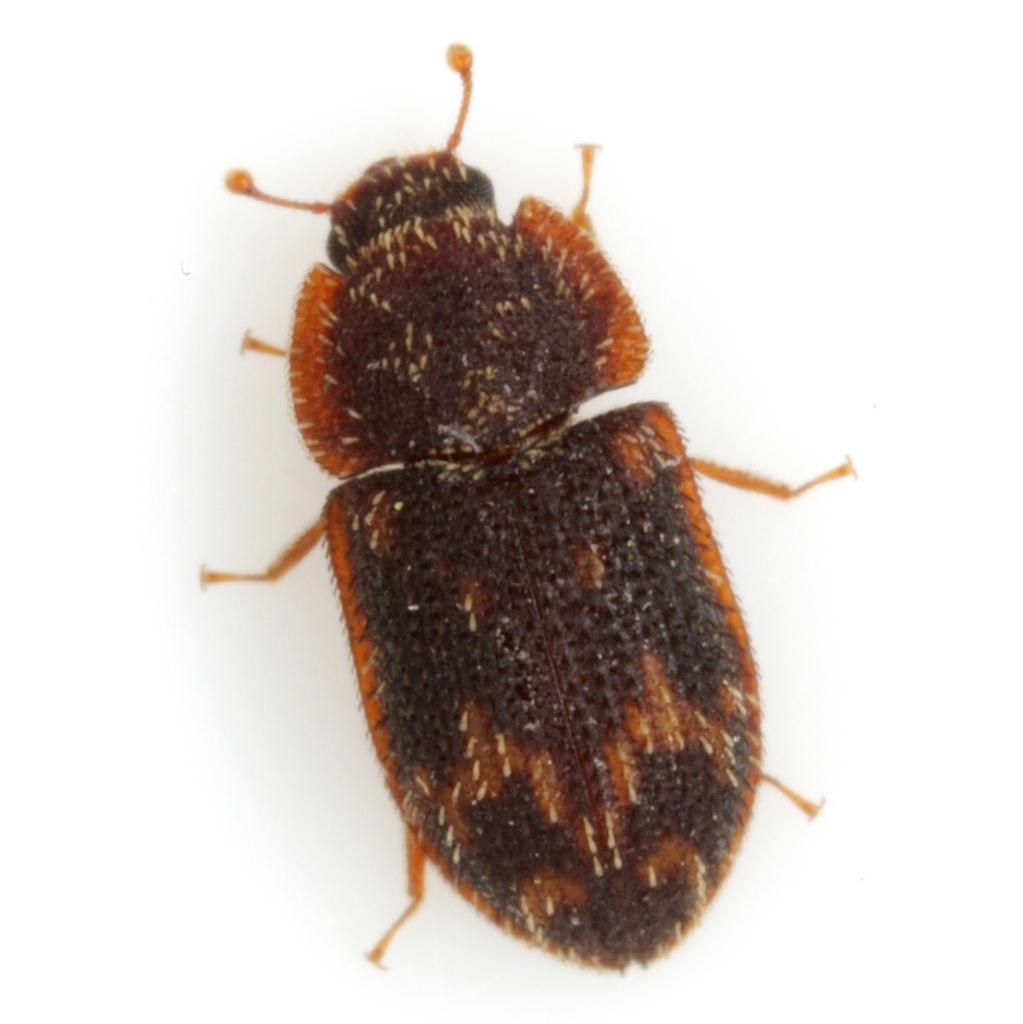 Eucicones marginalis