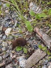 Sorex cinereus