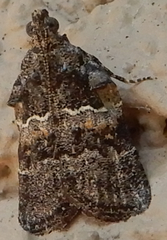 Satole ligniperdalis