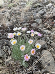 Erigeron disparipilus