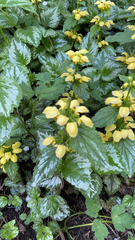 Lamium galeobdolon argentatum