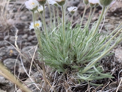 Erigeron disparipilus