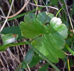 Heuchera parvifolia