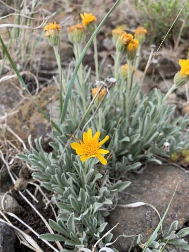 Stenotus lanuginosus var. lanuginosus