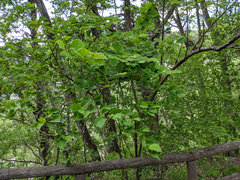 Stachyurus praecox