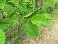 Stachyurus praecox
