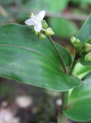 Tripogandra serrulata