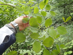 Micromeles japonica