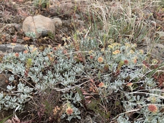 Eriogonum douglasii