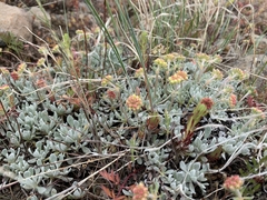 Eriogonum douglasii