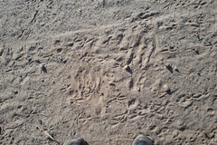 Geococcyx californianus