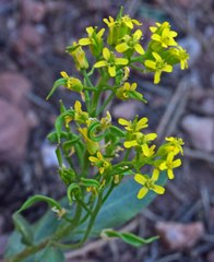 Draba aurea