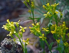Draba aurea