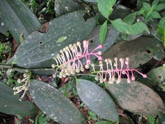 Cavendishia grandifolia