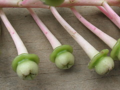 Cavendishia grandifolia