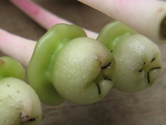 Cavendishia grandifolia