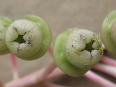 Cavendishia grandifolia
