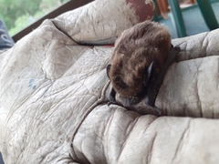 Pipistrellus pipistrellus