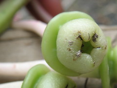 Cavendishia grandifolia
