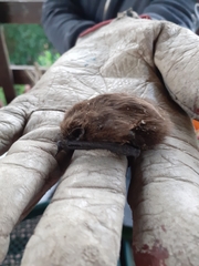 Pipistrellus pipistrellus