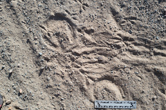 Geococcyx californianus