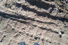 Geococcyx californianus