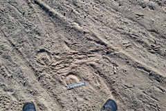 Geococcyx californianus