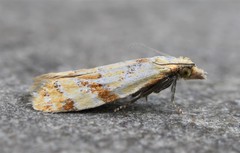 Phtheochroa vitellinana