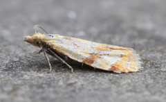 Phtheochroa vitellinana