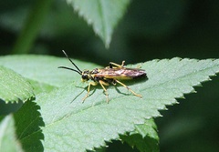 Tenthredo verticalis