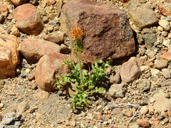 Hypochaeris tenuifolia