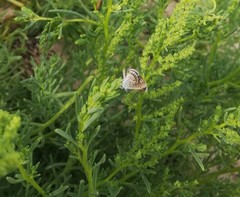 Brephidium exilis yucateca