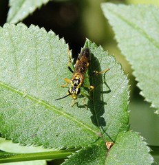 Tenthredo verticalis