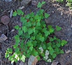Physocarpus monogynus
