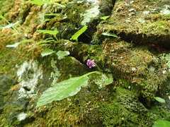 Conandron ramondioides