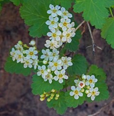 Physocarpus monogynus