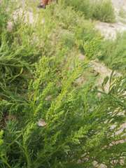 Brephidium exilis yucateca