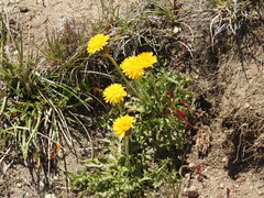 Hypochaeris tenuifolia