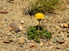 Hypochaeris tenuifolia
