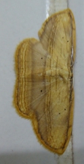 Drapetodes mitaria