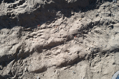 Geococcyx californianus