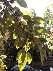 Magnoliopsida