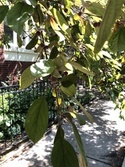 Magnoliopsida