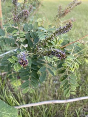 Amorpha fruticosa