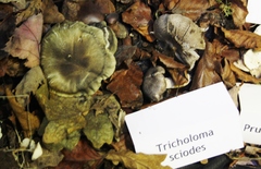 Tricholoma sciodes